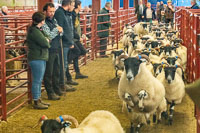 Border Horned Ewes-22